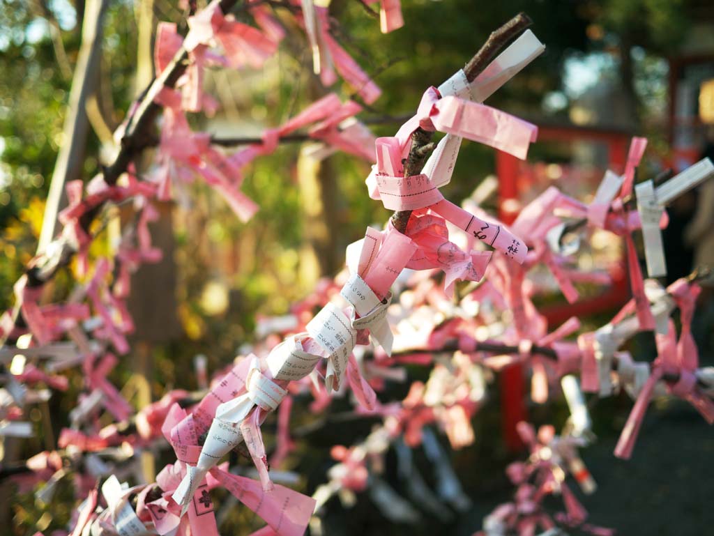 fotografia, materiale, libero il panorama, dipinga, fotografia di scorta,Il Tamagawa Santuario Sengen, , , , 