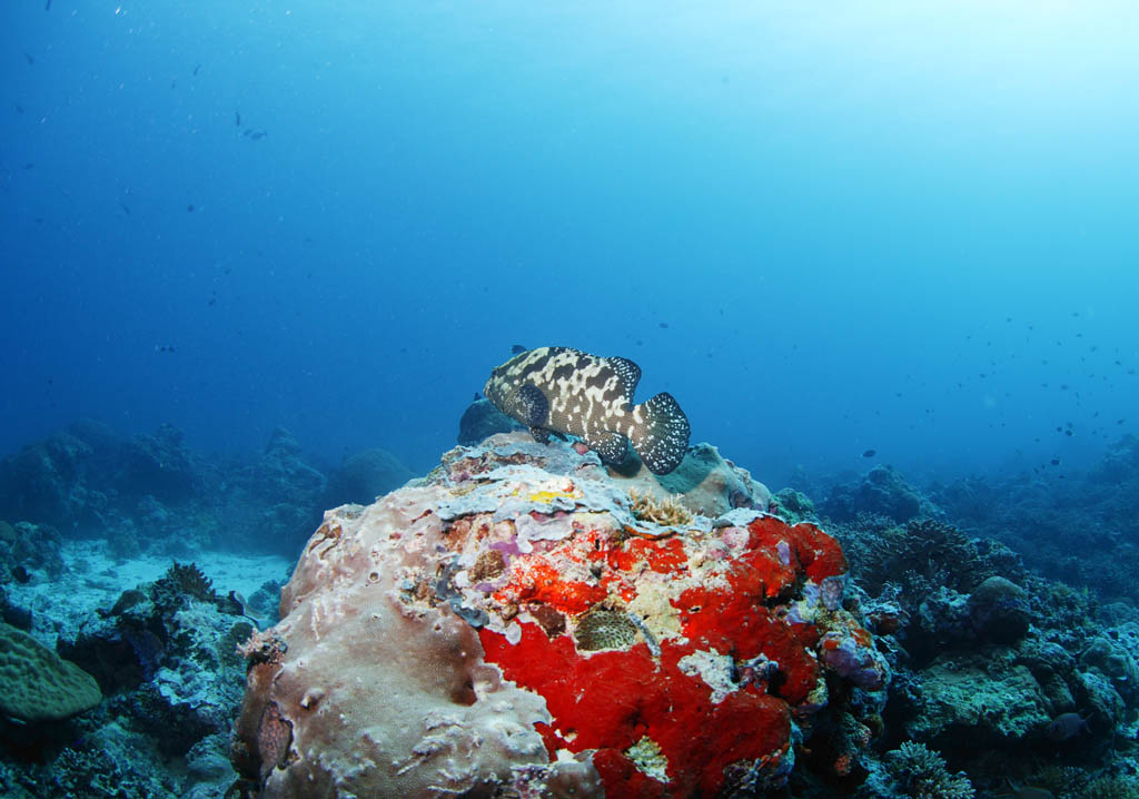 photo, la matière, libre, aménage, décrivez, photo de la réserve,Un récif corail et poisson tropique, récif corail, poisson, La mer, La surface de la mer