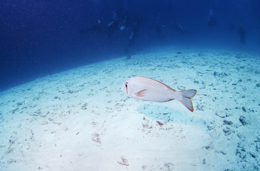 photo,material,free,landscape,picture,stock photo,Creative Commons,A diver and a sea bream, sebream, fish, diving, sandy area