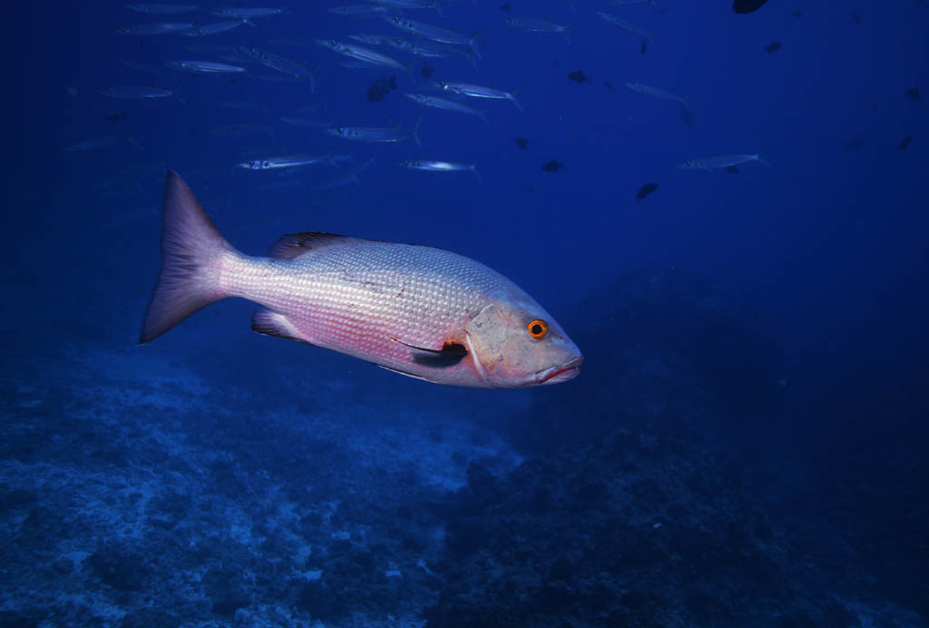 foto,tela,gratis,paisaje,fotografía,idea,Un amigo tailandés, Sebream, , ??, Coral