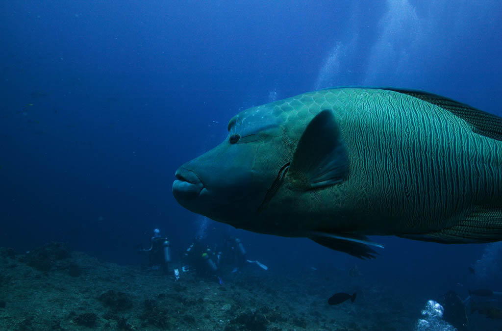 photo,material,free,landscape,picture,stock photo,Creative Commons,A guardian angel of a diver, The sea, diving, diver, Napoleon fish