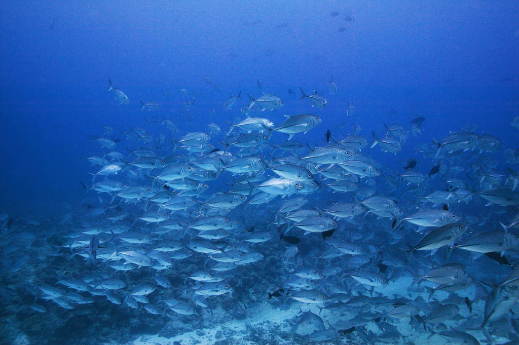 photo,material,free,landscape,picture,stock photo,Creative Commons,A school of horse mackerels, The sea, horse mackerel, , School of fish