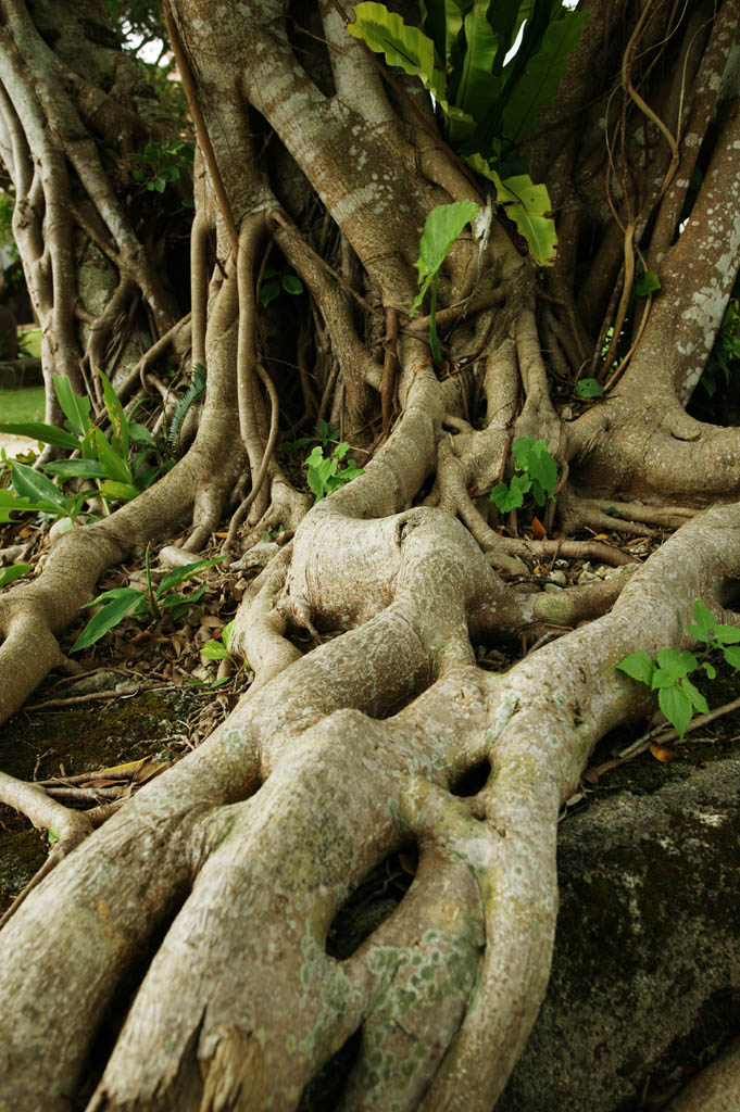 Foto, materiell, befreit, Landschaft, Bild, hat Foto auf Lager,Eine Ambition auf einen banyan-Baum, banytree, Wurzel, Die tropische Zone, 