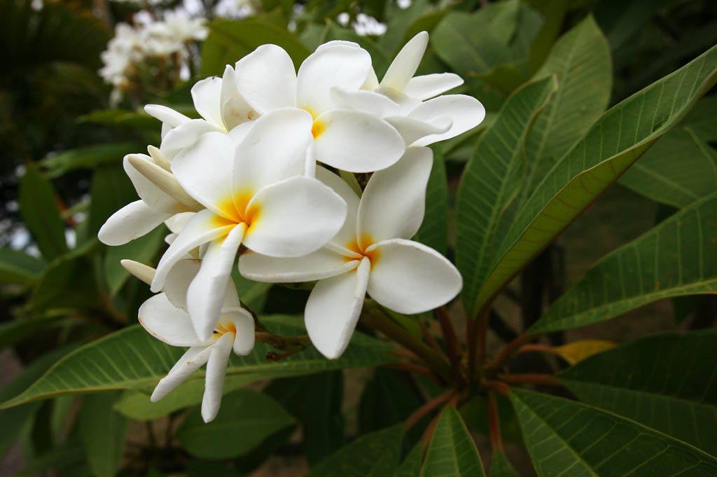 photo, la matière, libre, aménage, décrivez, photo de la réserve,Une fleur d'un frangipani, frangipani, La zone tropique, fleur, Blanc