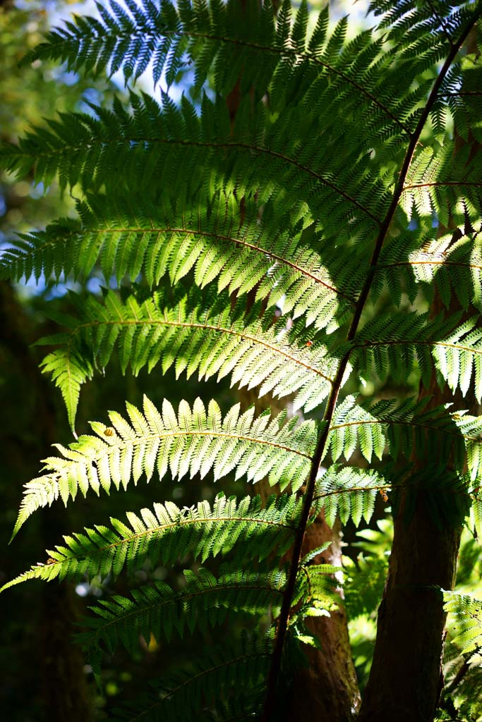 Foto, materieel, vrij, landschap, schilderstuk, bevoorraden foto,Het Fern ggesprek, , , , 