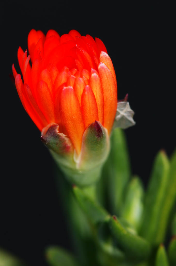 foto,tela,gratis,paisaje,fotografía,idea,Flor de naranja, Bigarade, Naranja, Flor, Pétalo