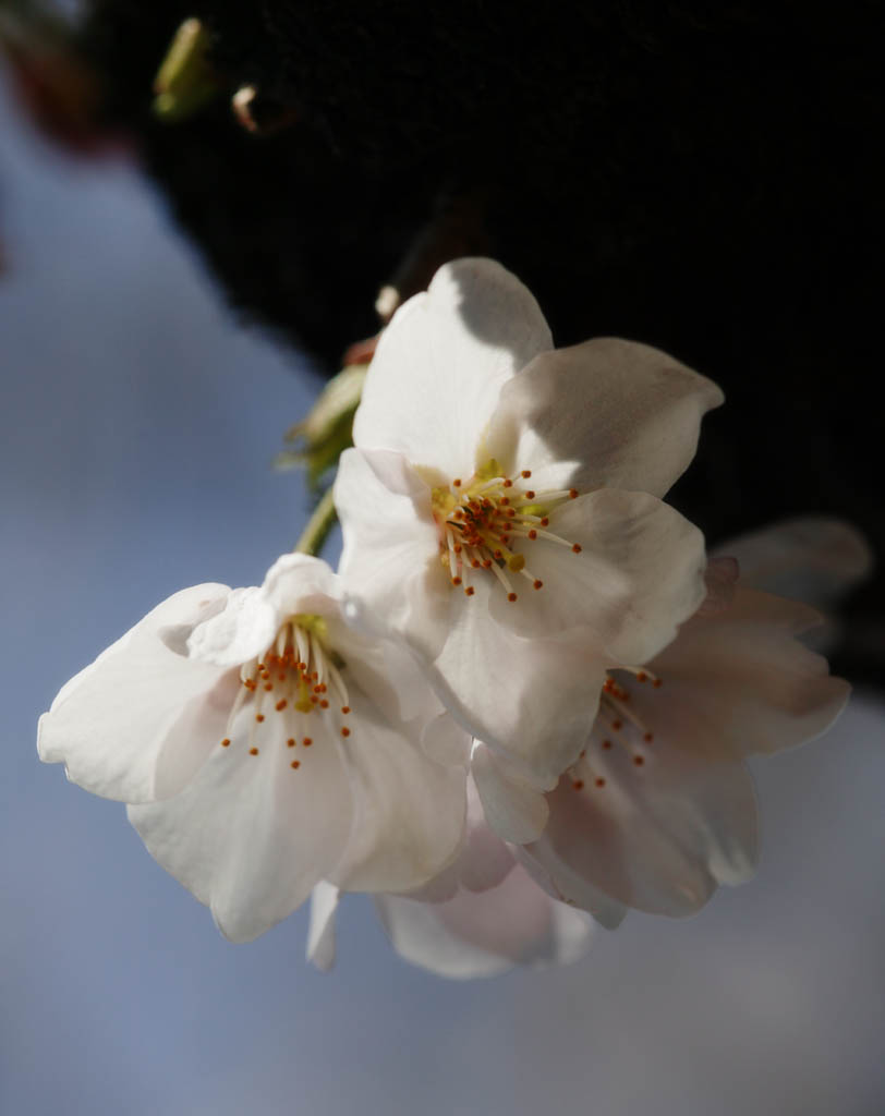 foto,tela,gratis,paisaje,fotografía,idea,Primavera de uno cerezo de Yoshino, Cerezo, , , Cerezo de Yoshino