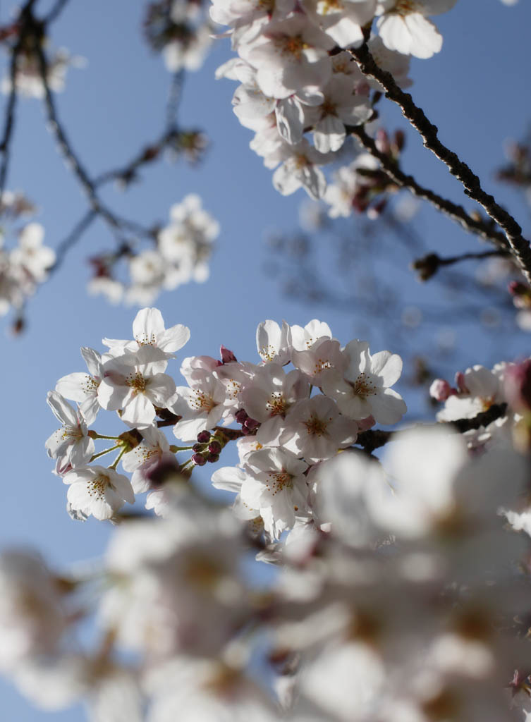 foto,tela,gratis,paisaje,fotografía,idea,Primavera de uno cerezo de Yoshino, Cerezo, , , Cerezo de Yoshino