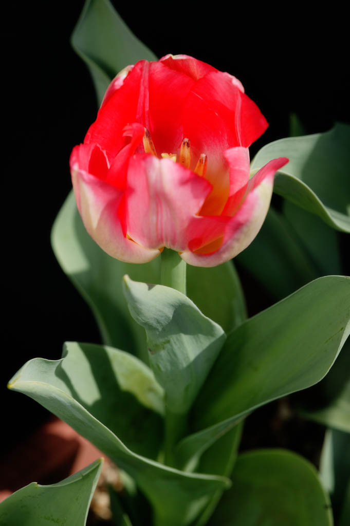 fotografia, material, livra, ajardine, imagine, proveja fotografia,Tulipa florescendo, , tulipa, pétala, planta em vaso