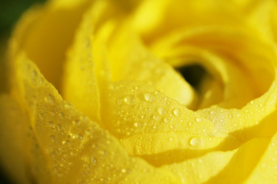 foto,tela,gratis,paisaje,fotografía,idea,Amarillo de un ranunculus, Ranunculus, Póngase amarillo, Pétalo, Caiga