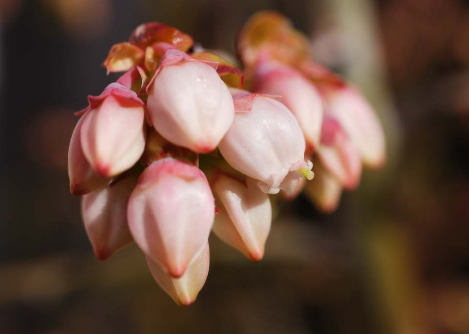 photo, la matière, libre, aménage, décrivez, photo de la réserve,Une fleur d'une myrtille, myrtille, bourgeon, pistil, pétale