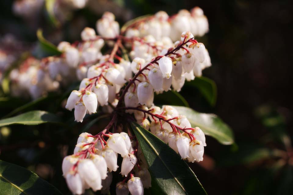 Foto, materieel, vrij, landschap, schilderstuk, bevoorraden foto,Een bloem van een andromeda, , Andromeda, Blanke, Bloem