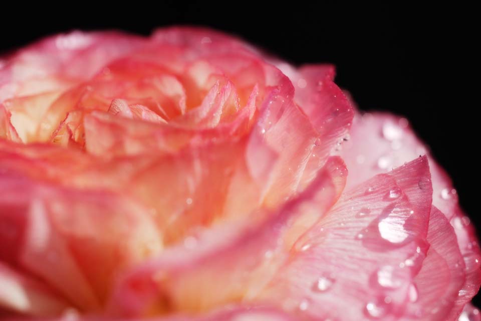 photo, la matière, libre, aménage, décrivez, photo de la réserve,Rose d'une renoncule, renoncule, Rose, pétale, goutte