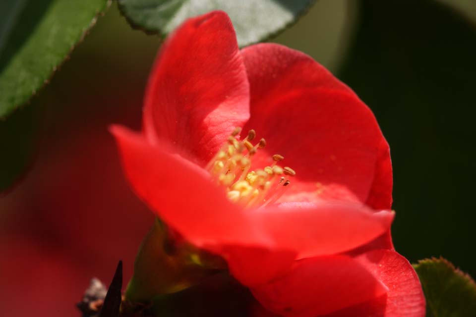 photo, la matière, libre, aménage, décrivez, photo de la réserve,Un safran d'un coing fleuri, Je deviens sénile, , coing fleuri, Blanc