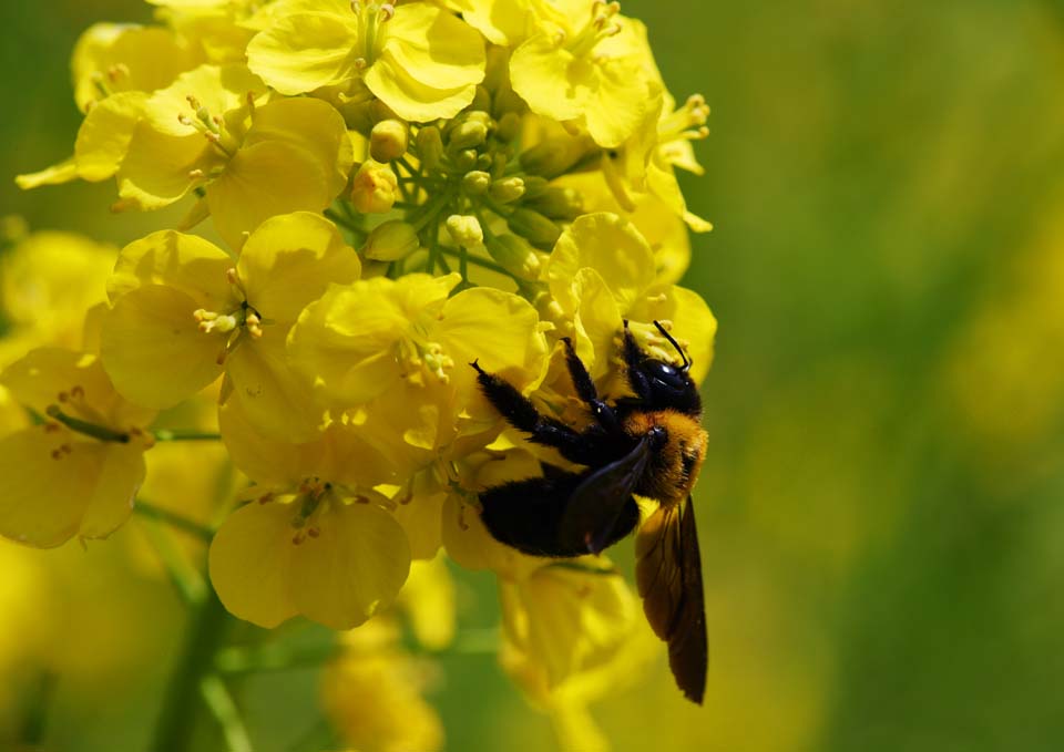 fotografia, material, livra, ajardine, imagine, proveja fotografia,Uma abelha de carpinteiro e um estupro, flor de estupro, agüente abelha, abelha, 