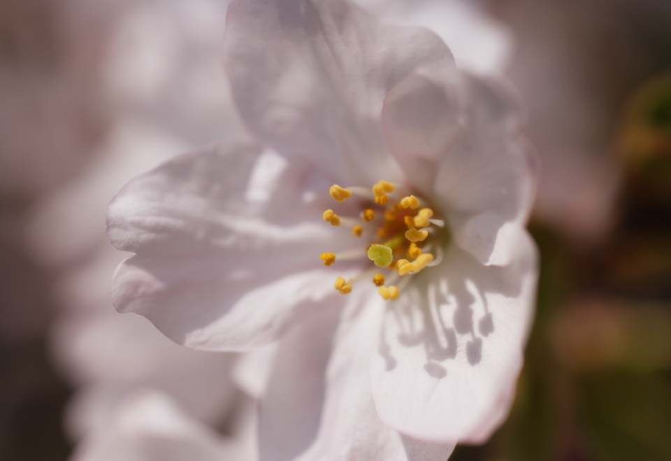 Foto, materieel, vrij, landschap, schilderstuk, bevoorraden foto,Een kers boom bloemen, Kers boom, , , Yoshino kers boom