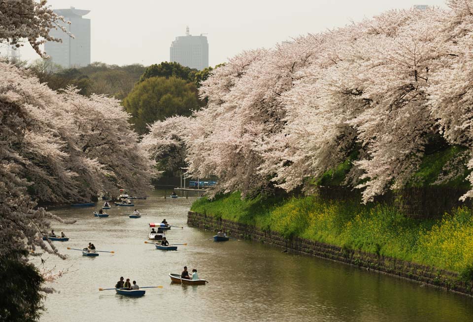 foto,tela,gratis,paisaje,fotografía,idea,Un cerezo de un? agua honda de chorlito, Cerezo, Foso, Bote, Cerezo de Yoshino