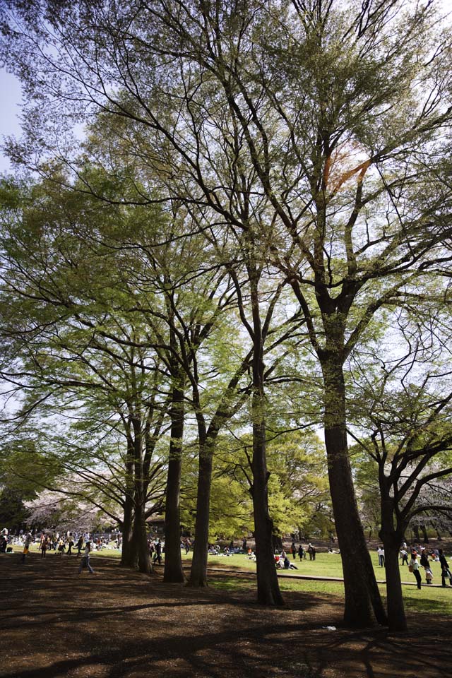 foto,tela,gratis,paisaje,fotografía,idea,Un zelkova de un brote, , Zelkova, , Parque