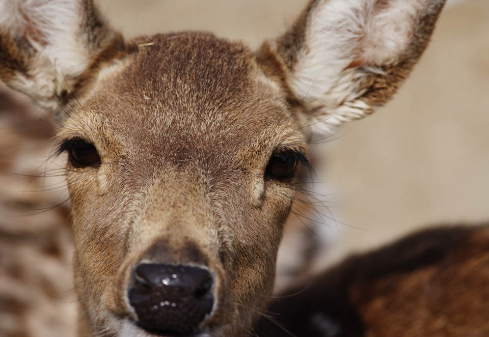 photo, la matière, libre, aménage, décrivez, photo de la réserve,Un souhait d'un cerf, , cerf, , Yeux