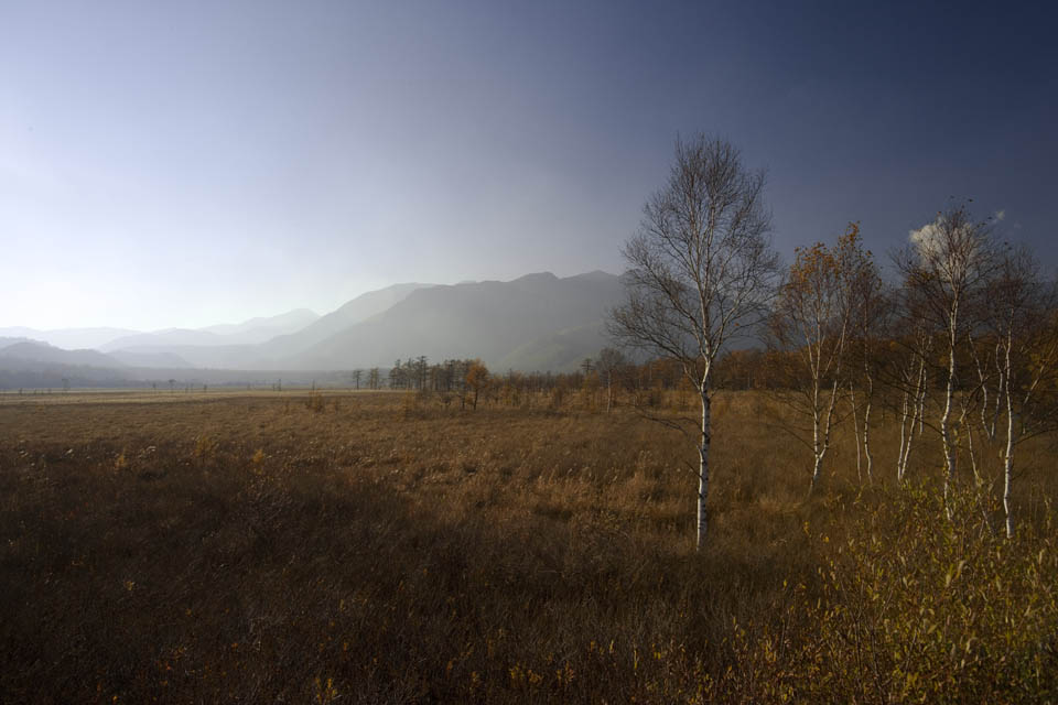 Foto, materiell, befreit, Landschaft, Bild, hat Foto auf Lager,Senjogahara in spätem Sturz, grasbedeckte Ebene, , Weiße Birke, blauer Himmel