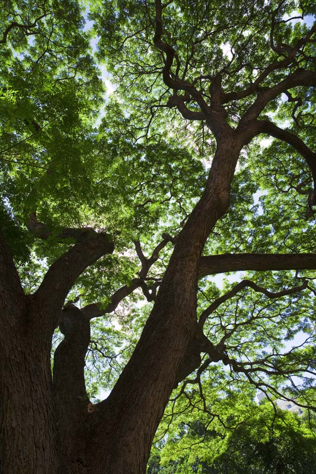 photo, la matière, libre, aménage, décrivez, photo de la réserve,Tomoki hawaïen, grand arbre, Le soleil, branche, ciel bleu