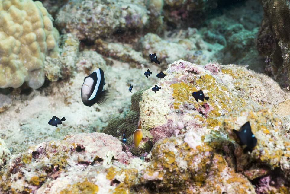 Foto, materiell, befreit, Landschaft, Bild, hat Foto auf Lager,Eine Anemonenfischfamilie, , Anemonenfisch, , seanemone