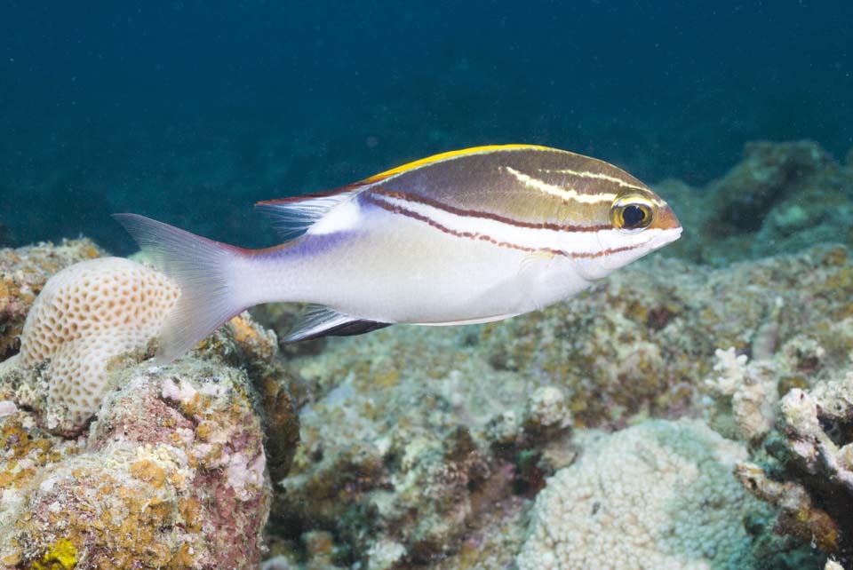 Foto, materiell, befreit, Landschaft, Bild, hat Foto auf Lager,Es gibt einen Streifen, und es ist tropischer Fisch, korallenes Riff, Tropischer Fisch, Ishigaki-jimIsland, Okinawa