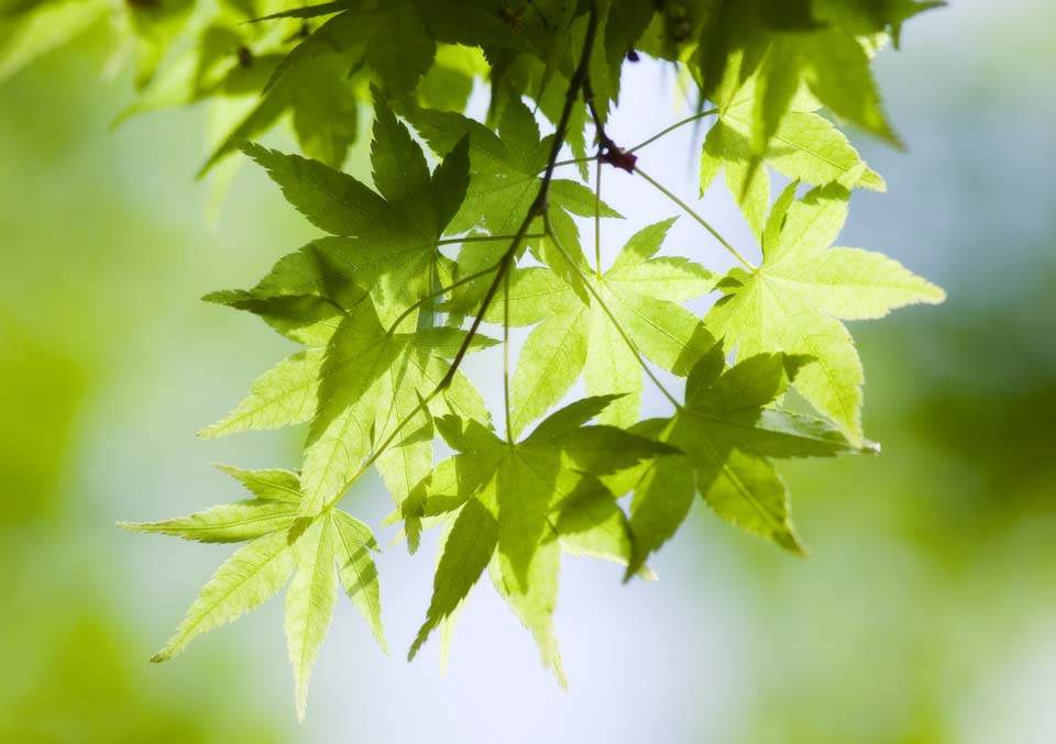 photo, la matière, libre, aménage, décrivez, photo de la réserve,Le vert frais, jeune permission, Je suis vert, Commencement de l'été, 