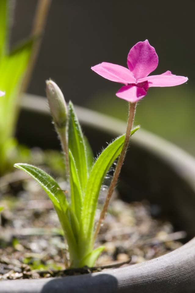 ÇáÕæÑÉ,ÇáãÇÏÉ,ÍÑÑ,ãäÙÑ ááØÈíÚÉ,Ìãíá,ÕæÑ,baurii Rhodohypoxis.  , , floret ÃÍãÑ., , 