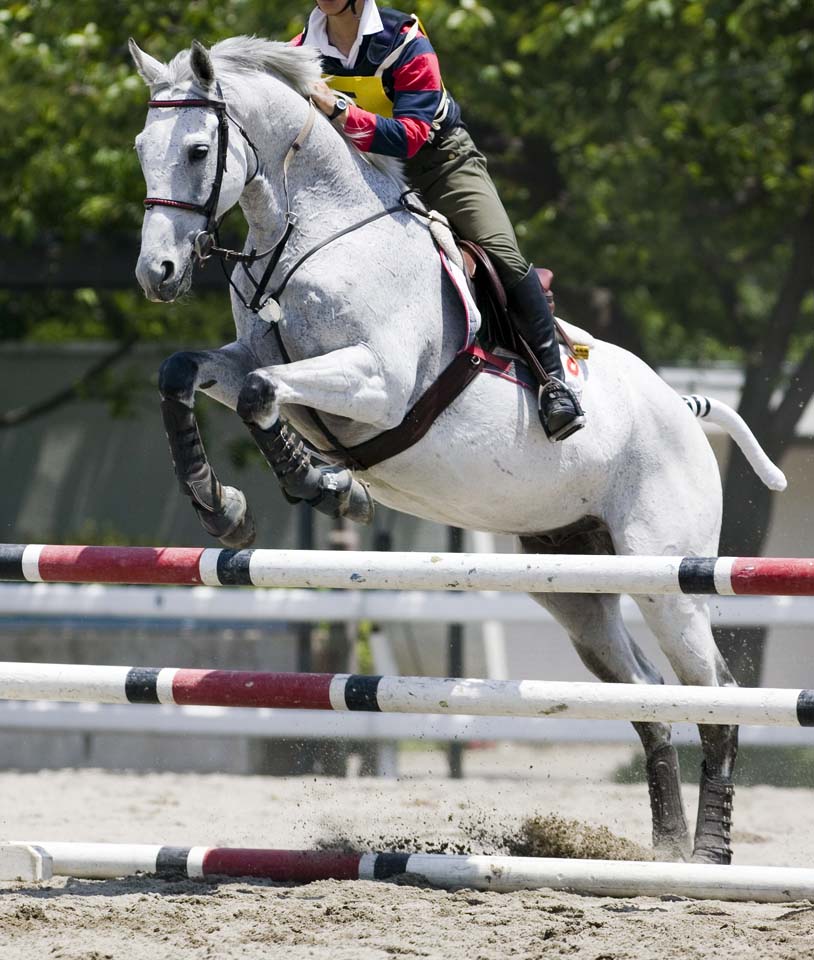 photo,material,free,landscape,picture,stock photo,Creative Commons,Jumping over of a white horse, horse, , The mane, Family parentage