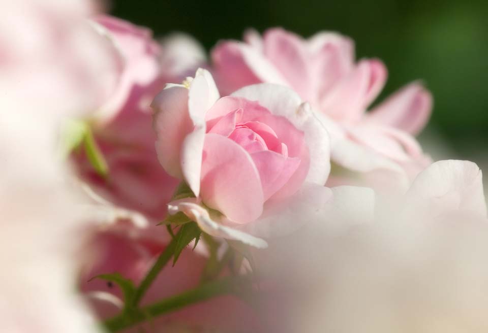 fotografia, materiale, libero il panorama, dipinga, fotografia di scorta,Un garofano colorò di rosa, rosa, , , 