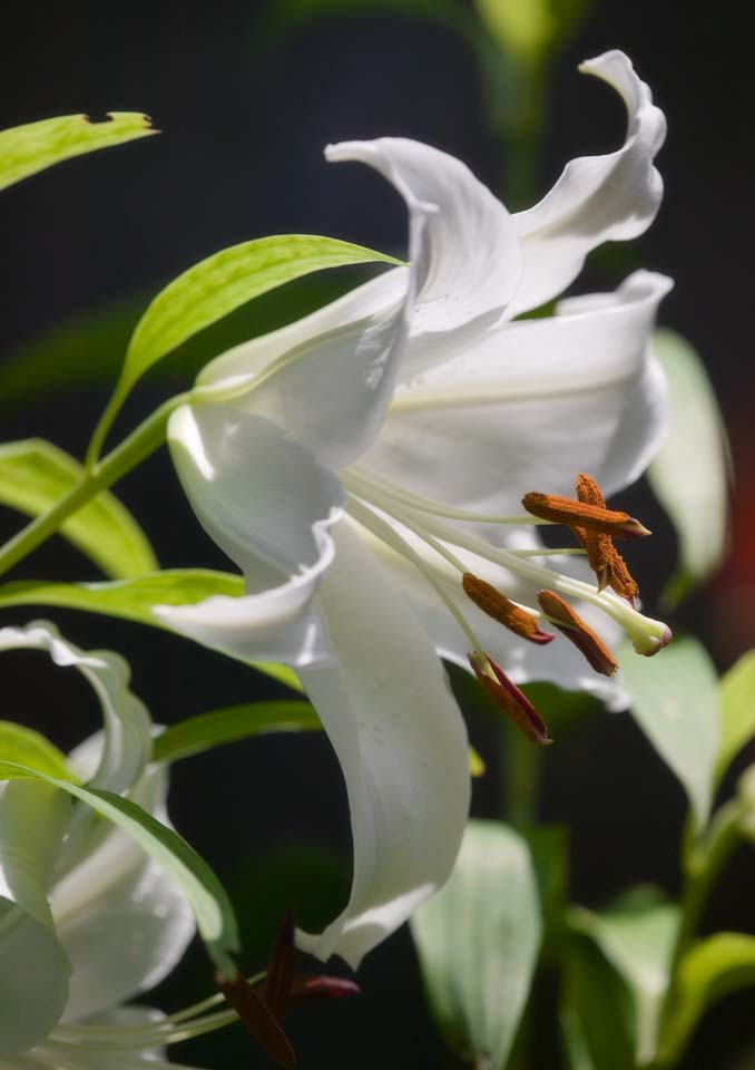 photo,material,free,landscape,picture,stock photo,Creative Commons,An adventure lily, lily, , gold-banded lily, 