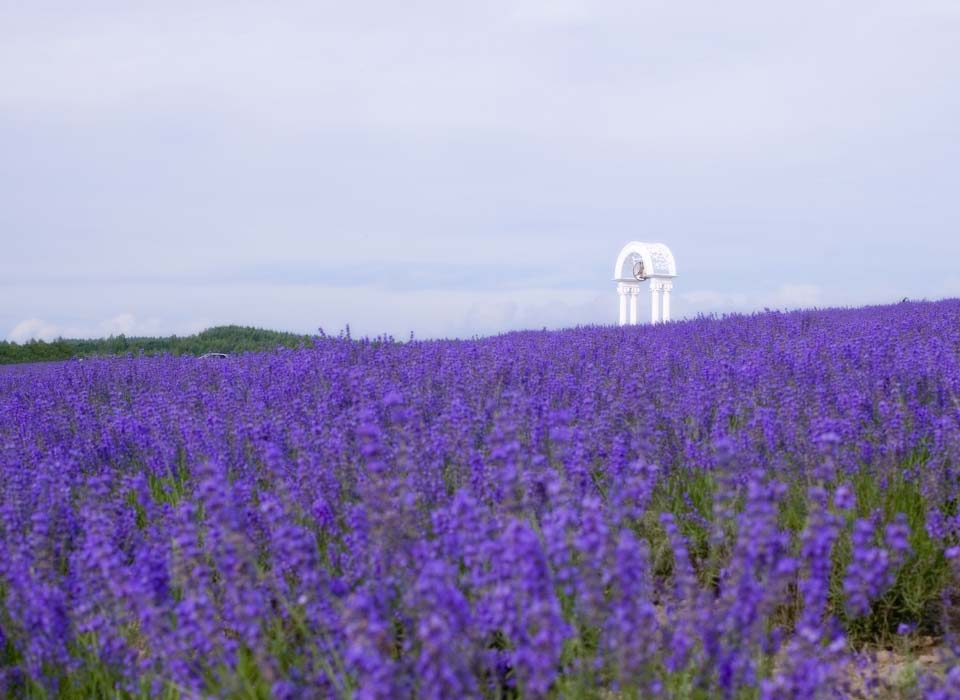 fotografia, materiale, libero il panorama, dipinga, fotografia di scorta,È una campana in un campo color lavanda, lavanda, giardino floreale, Violetta bluastra, Herb