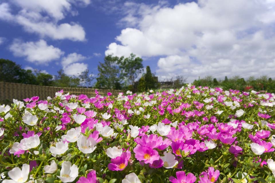 foto,tela,gratis,paisaje,fotografía,idea,Uno - rojo y - alfombra blanca, , Musgo de rosa, Wax rosa, 