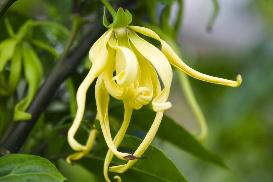 photo, la matière, libre, aménage, décrivez, photo de la réserve,Un ylang-ylang, ylang-ylang, Annona, Les Comores, Parfum