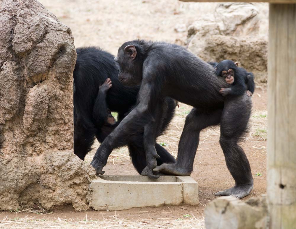 fotografia, material, livra, ajardine, imagine, proveja fotografia,O pai e criança de um chimpanzé, chimpanzé, Um macaco antropóide, macaco, bebê