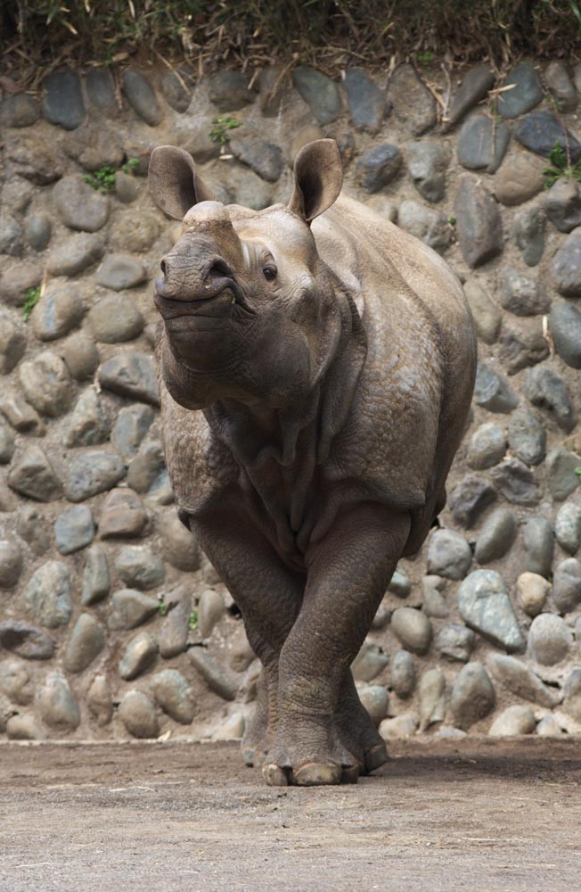 photo, la matière, libre, aménage, décrivez, photo de la réserve,Un rhinocéros, rhinocéros, , , 