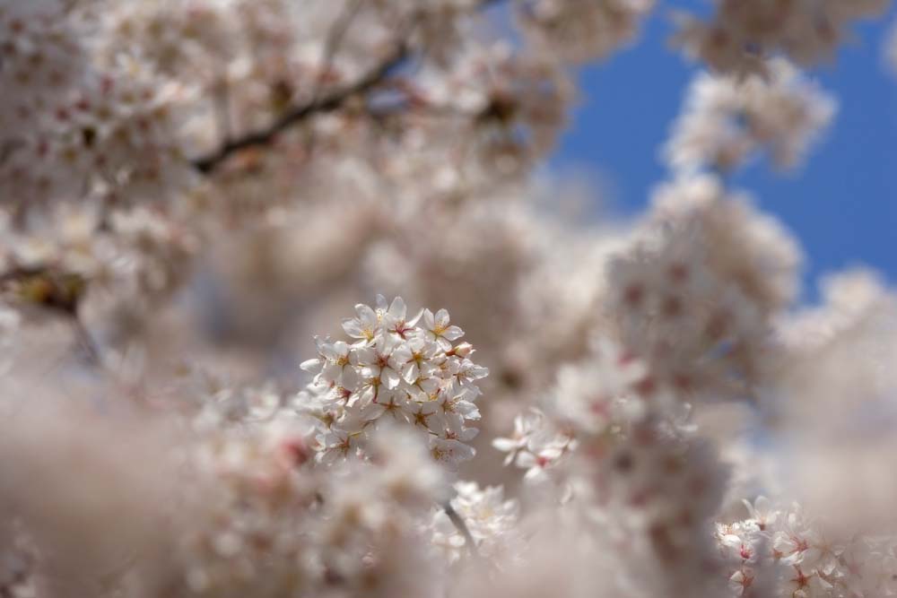 foto,tela,gratis,paisaje,fotografía,idea,Cerezo flor lleno, Cerezo, , , Cerezo de Yoshino