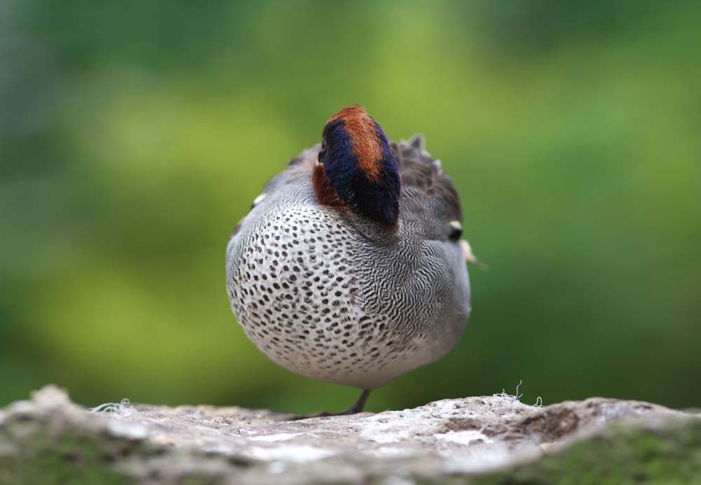 photo, la matière, libre, aménage, décrivez, photo de la réserve,Une boulette de canard, , canard, , plume