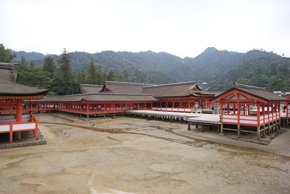 fotografia, material, livra, ajardine, imagine, proveja fotografia,Um santuário principal de Santuário de Itsukushima-jinja, A herança cultural de mundo, santuário principal, Santuário de Xintoísmo, Eu sou vermelho de cinábrio