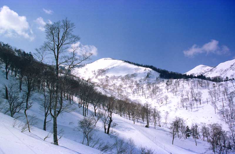 foto,tela,gratis,paisaje,fotografía,idea,Copa de un árbol en una pista nevada., Nieve, Montaña, Árbol, 