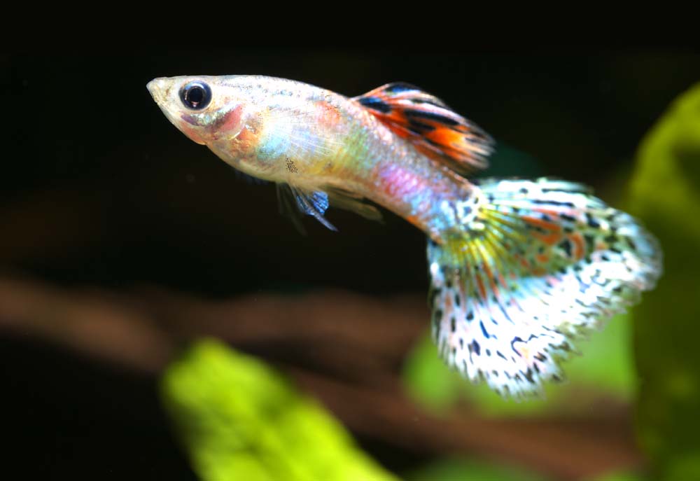 Foto, materiell, befreit, Landschaft, Bild, hat Foto auf Lager,Ein Guppy, Tropischer Fisch, Ein Bewunderungsfisch, Blau, Rot