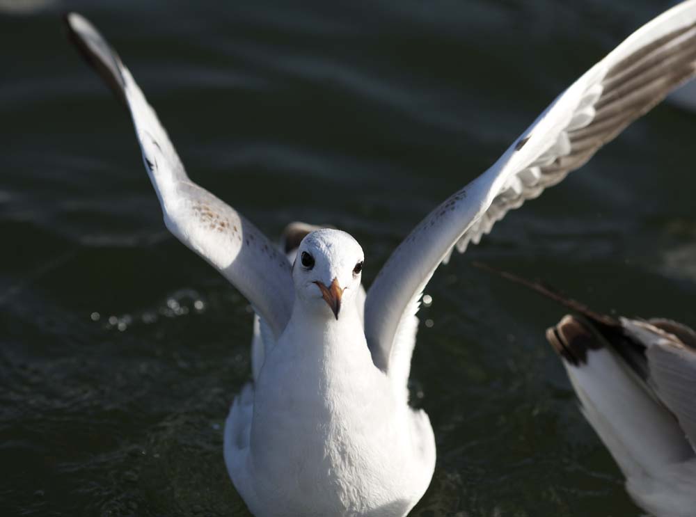 photo, la matière, libre, aménage, décrivez, photo de la réserve,Au temps de battement, aile, , mouette, plume