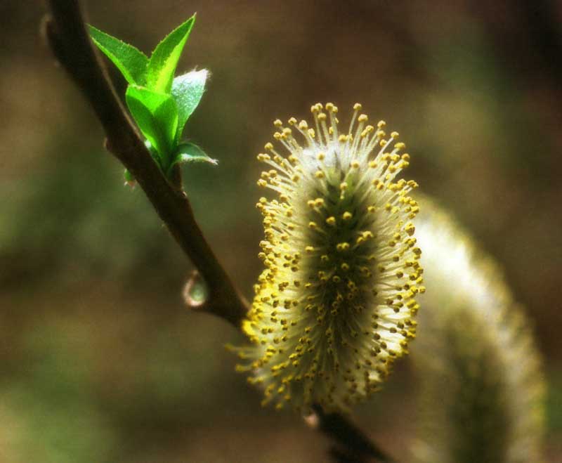 photo, la matière, libre, aménage, décrivez, photo de la réserve,Saule blanc, saule blanc, jaune, , 