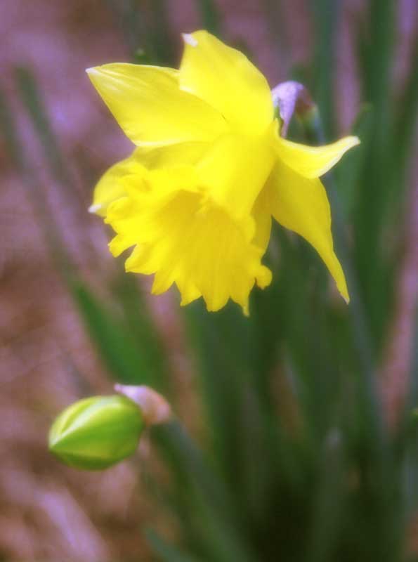 foto,tela,gratis,paisaje,fotografía,idea,Narciso., Narcisos, Póngase amarillo, , 