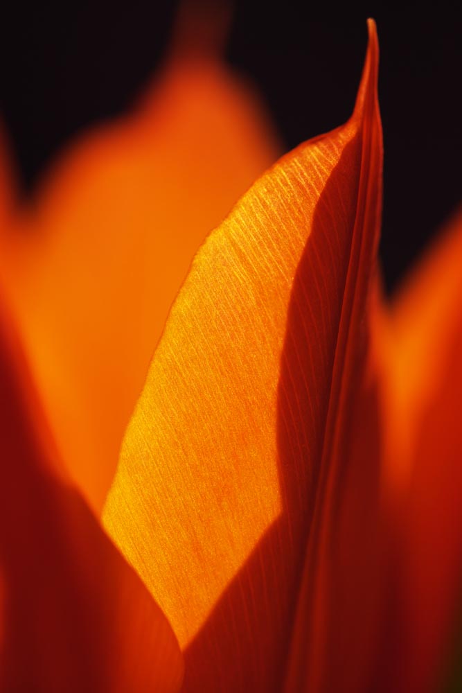 photo,material,free,landscape,picture,stock photo,Creative Commons,It is flame in spring, , tulip, petal, In spring