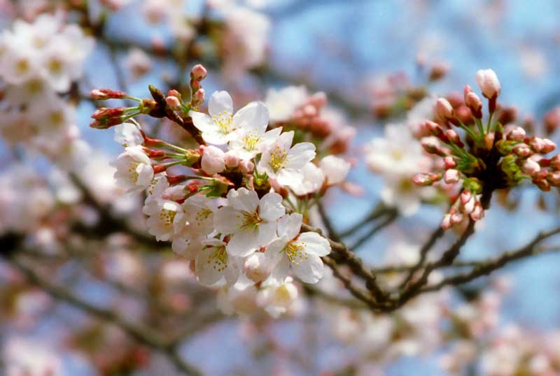 foto,tela,gratis,paisaje,fotografía,idea,Colores de cerezo en la llegada de la primavera., Flor de cerezo, Rosado, , 