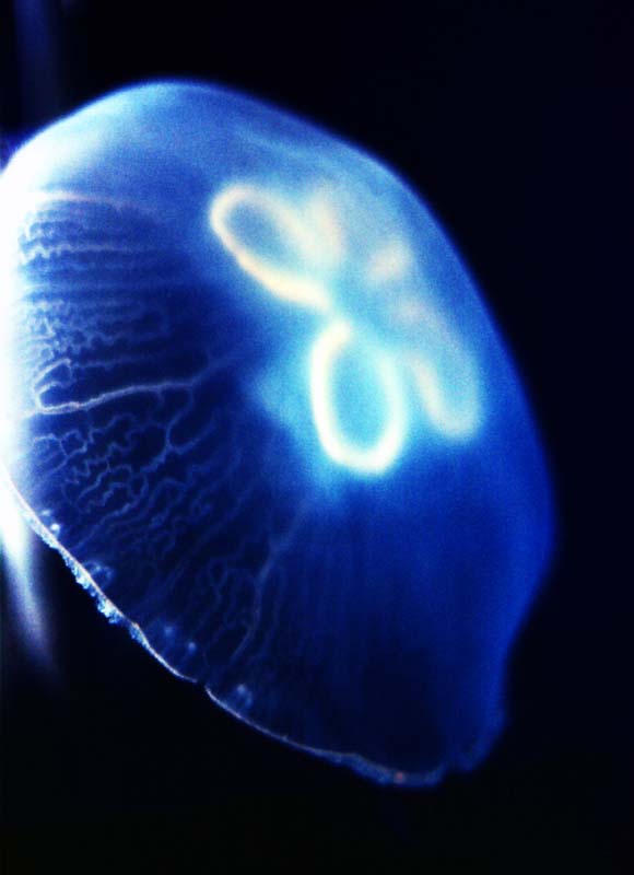 Ôîòî, ìàòåðèàëüíûé, ñâîáîäíûé, ïåéçàæ, ôîòîãðàôèÿ, ôîòî ôîíäà.,fluorescent jellyfish, Ìîðå, jellyfish, Ñèíèé, 