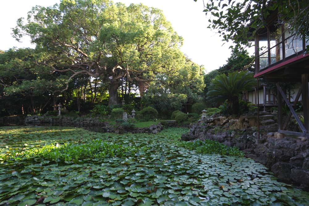 fotografia, materiale, libero il panorama, dipinga, fotografia di scorta,Un carattere di cuore è un stagno, innaffi giglio, , innaffi giacinto, giardino