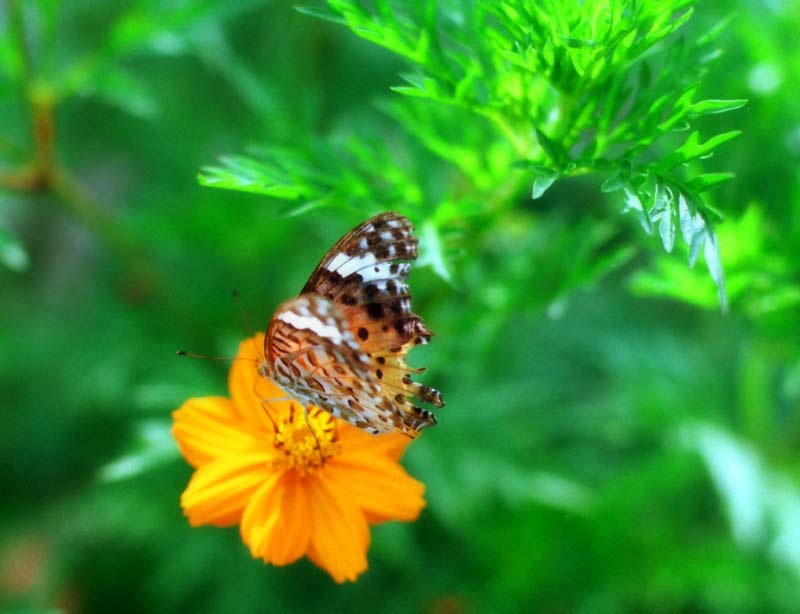 foto,tela,gratis,paisaje,fotografía,idea,Lugar donde viven las mariposas, Mariposa, Permiso, , 